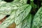 Leaf of tropical `Aglaonema Commutatum Silver Queen` plant