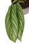 Leaf of tropical `Aglaonema Stripes` houseplant with long leaves with silver stripe pattern on white background