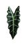 Leaf of tropical alocasia plant