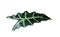 Leaf of tropical alocasia plant isolated