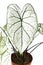 Leaf of tropical `Caladium Candidum White Christmas` houseplant or garden plant with white leaves and green veins