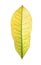 Leaf of tropical codiaeum plant