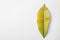 Leaf of tropical codiaeum plant on white background