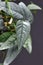 Leaf of tropical \'Epipremnum Pinnatum Cebu Blue\' houseplant