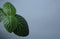 Leaf of tropical fittonia plant on white background.