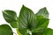 Leaf of tropical `Homalomena Rubescens Emerald Gem` houseplant on white background