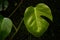 Leaf of a tropical monastera plant with rain drips