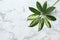 Leaf of tropical schefflera plant on marble background, top view