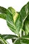 Leaf of tropical \\\'Spathiphyllum Diamond Variegata\\\' houseplant with white spots