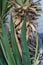 Leaf and trunk of yucca aloifolia agavaceae palm from mexico