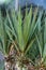 Leaf and trunk of yucca aloifolia agavaceae palm from mexico