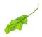 leaf of tsitsmati herb (caucasian garden cress