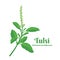 leaf of Tulsi or holy basil Ocimum tenuiflorum, a plant for ayurvedic medicine.