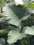 This leaf is a type of taro plant which has various types of tubers