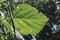 A leaf underside surface view of a Tropical Kudzu leaf in direct sunlight