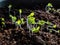 Leaf vegetables seedlings growing from seeds in plastic container on the windowsill. Indoor gardening and germinating