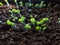 Leaf vegetables seedlings growing from seeds in plastic container on the windowsill. Indoor gardening and germinating