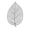 Leaf vein vector texture isolated transparent autumn black detail botanical vein leaf organic