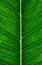 Leaf veins, macro. Plant structure pattern with selective focus. Nature vertical background, wallpaper