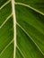 Leaf veins Philodendron gloriosum