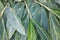 Leaf venation and background pattern of leaves