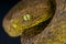 Leaf viper / Atheris subocularis