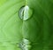 Leaf in water