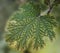 Leaf of a white plume poppy