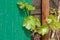 Leaf of wild grape vine growing in spring, on facade of old wooden house