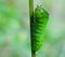 A leaf worm is crawling on the plant