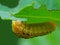 A leaf worm is crawling on the plant