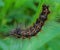 A leaf worm is crawling on the plant