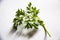 A leaf of wormwood on a white background. isolated leaf of wormwood