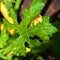 Leaf of Zucchini, zucchini or zucchinis,