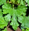 Leaf of Zucchini, zucchini or zucchinis,