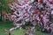 Leafage and flowers of Prunus pissardii in spring