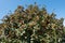 Leafage and fruits of whitebeam against blue sky