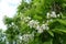 Leafage, pods and white flowers of catalpa in June