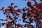 Leafage of prunus pissardii against blue sky