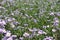 Leafage and violet flowers of Erigeron speciosus