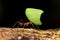 Leafcutter ant Atta cephalotes