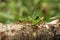 Leafcutter ant Atta cephalotes on branch, carrying green leaf. near Sarapiqui river, Costa Ricawildlife