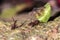 Leafcutter Ant carrying a leaf to its nest