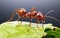 Leafcutter Ant on Clear Background -Generative Ai