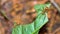Leafcutter Ant, Marino Ballena National Park, Costa Rica