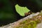 Leafcutter Ant, Tropical Rainforest