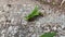 Leafcutter ants with leaves