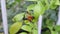 A leafcutter bee cuts a large piece of rose leaf from a plant to use to fill its nest