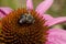 Leafcutter Bee - Genus Megachile