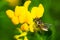 Leafcutter Bee - Genus Megachile